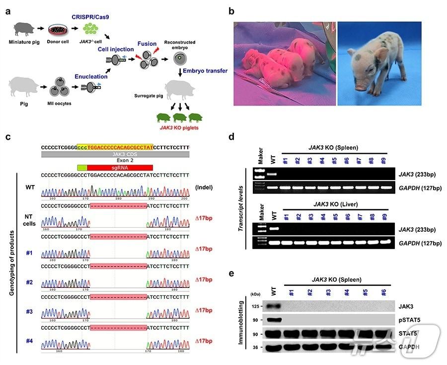 본문 이미지 - 생명연, 차세대 면역복제 미니돼지 생산(생명연 제공) /뉴스1