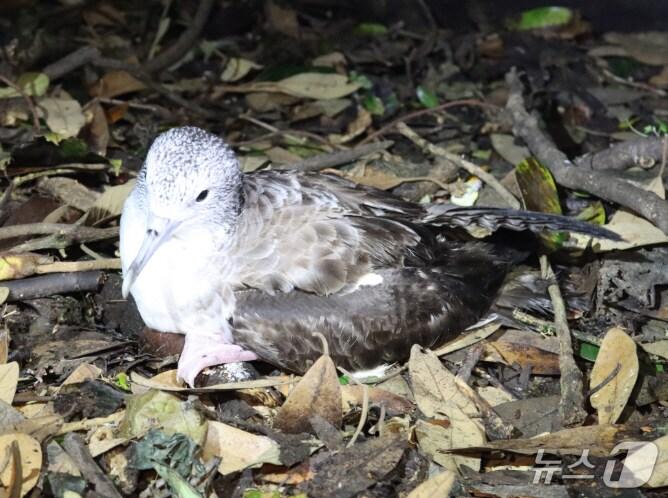 본문 이미지 - 6월 이달의 해양생물로 선정된 '슴새'(해양수산부 제공)