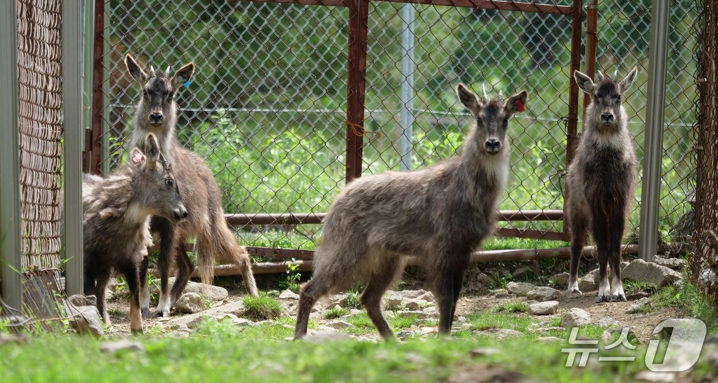방사 예정 산양.&#40;양구군 제공. 재판매 및 DB금지&#41;/뉴스1