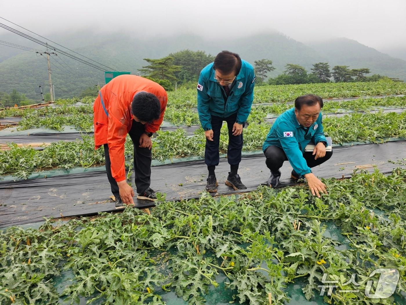 본문 이미지 -  우박 피해를 본 단양군 어상천면 수박 농가를 찾은 김문근 단양군수.(단양군 제공. 재판매 및 DB금지)/뉴스1