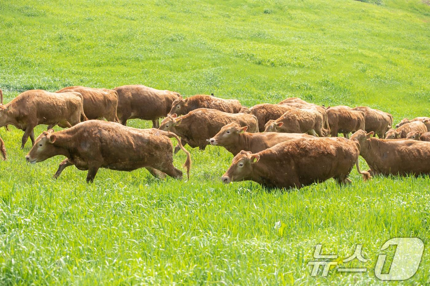 29일 강원도 평창군에 위치한 국립축산과학원 한우연구센터의 한우 200여 마리가 겨우내 축사 생활을 마치고 초지를 향해 달려가고 있다. &#40;농촌진흥청 제공. 재판매 및 DB 금지&#41; 2025.5.29/뉴스1