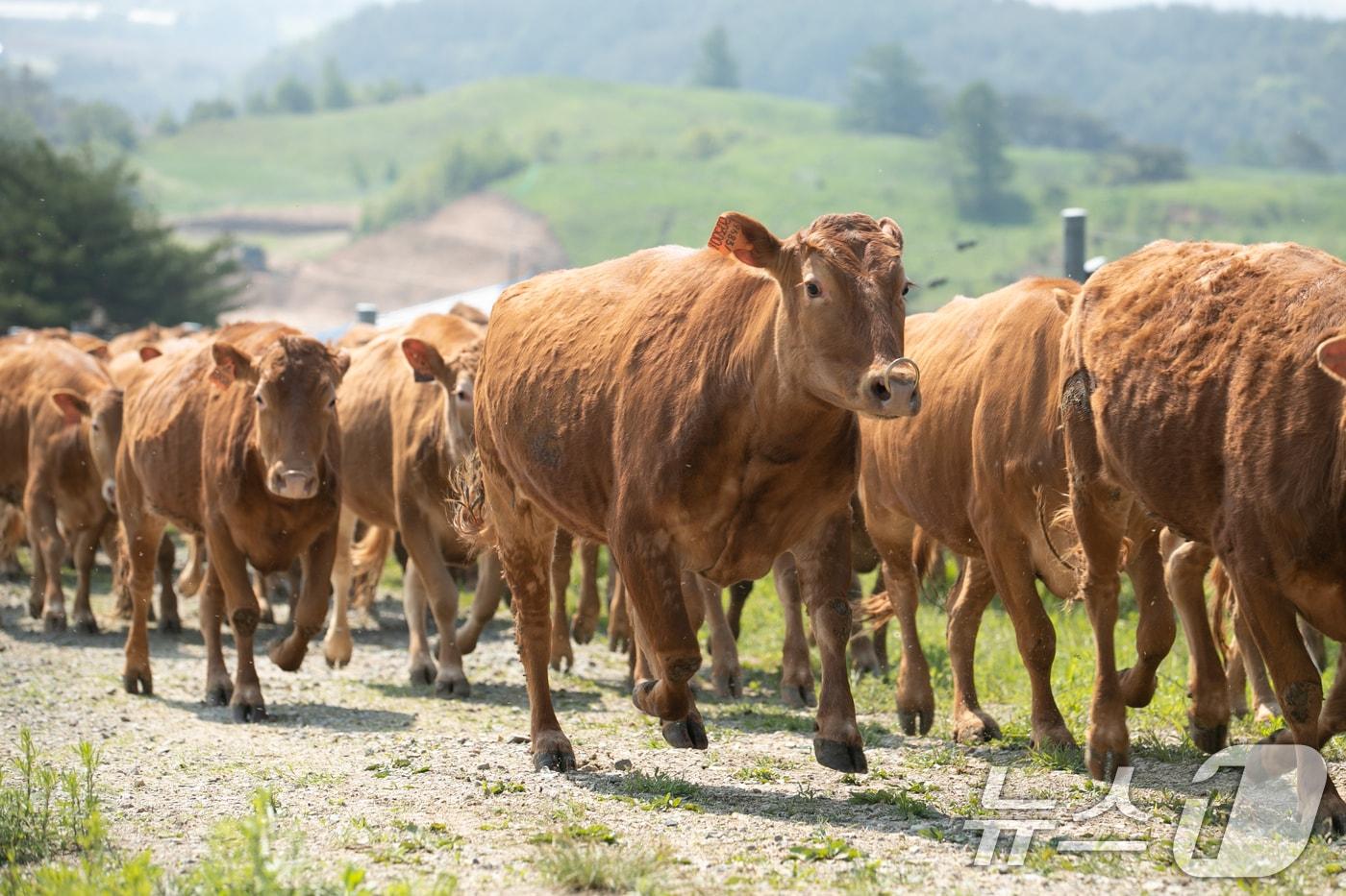29일 강원도 평창군에 위치한 국립축산과학원 한우연구센터의 한우 200여 마리가 겨우내 축사 생활을 마치고 초지를 향해 달려가고 있다. (농촌진흥청 제공. 재판매 및 DB 금지) 2025.5.29/뉴스1