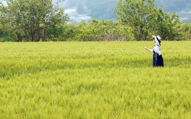 본문 이미지 - 바람에 일렁이는 밀·보리가 장관인 충북 괴산군 감물면 들녘.&#40;괴산군 제공. 재판매 및 DB금지&#41;