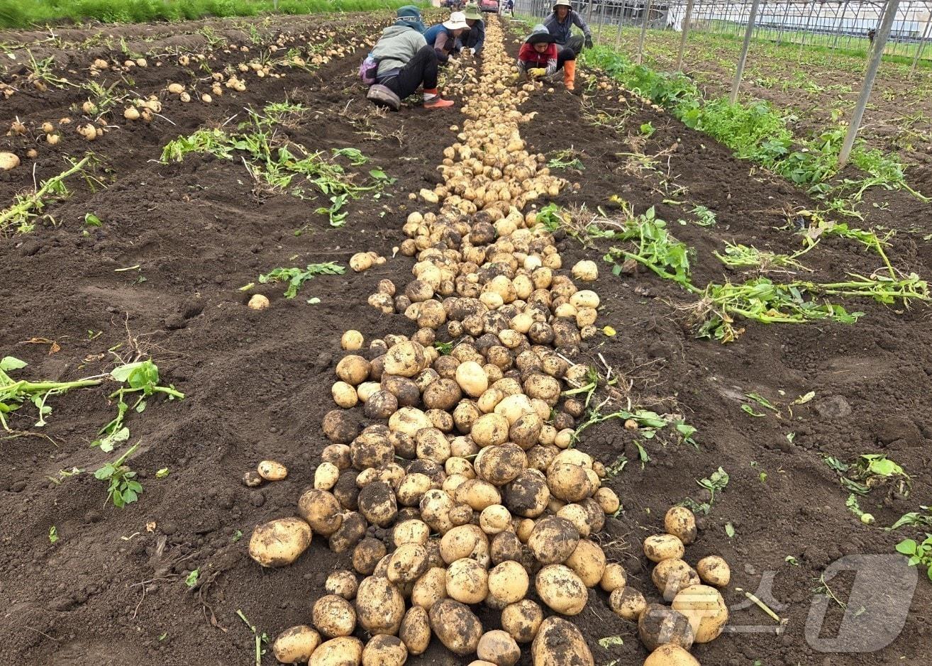 본문 이미지 - 국내 대표 감자 주산지인 전남 보성에서 햇감자 수확이 한창이다.&#40;보성군 제공. 재판매 및 DB 금지&#41;