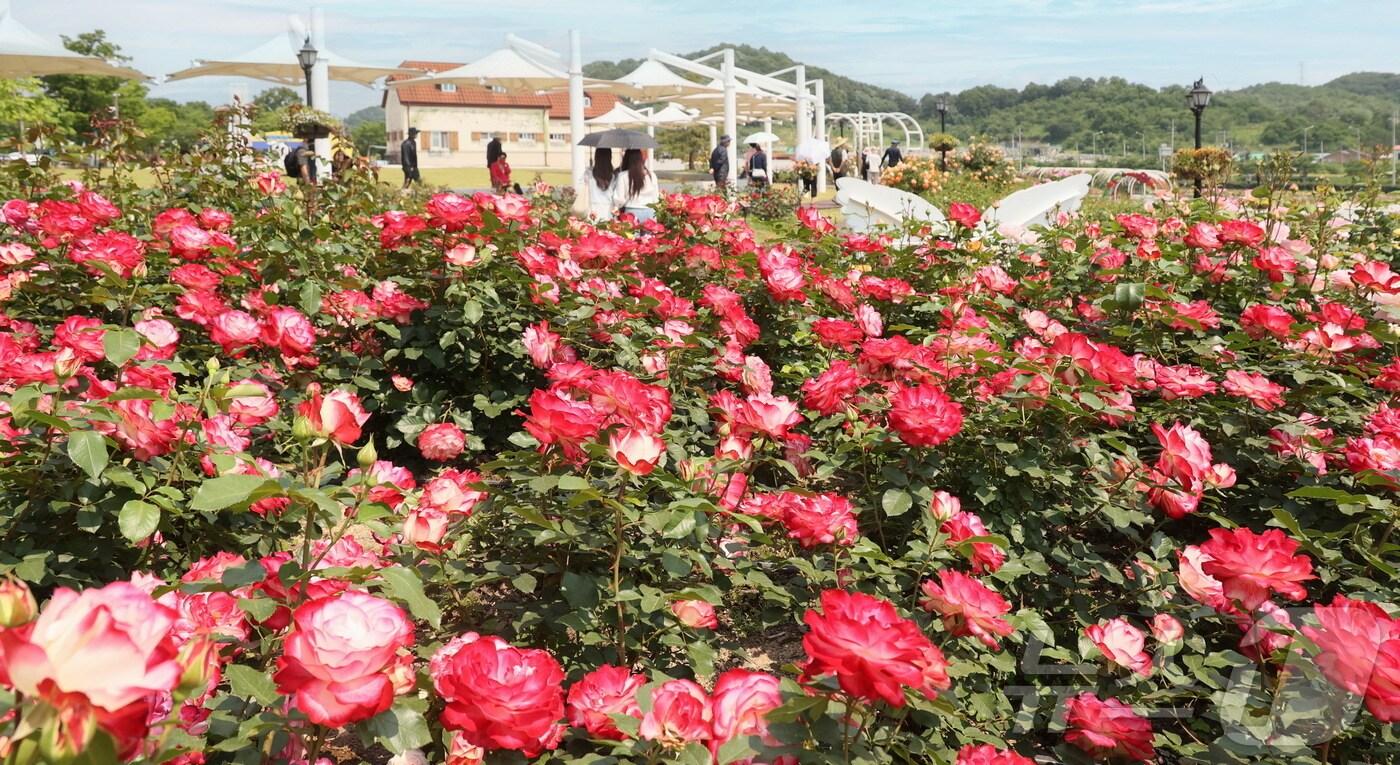 28일 전북 임실군 치즈테마파크에 백만송이 장미가 활짝 피었다.(임실군제공. 재판매 및 DB금지)2025.5.29/뉴스1 ⓒ News1 김동규 기자