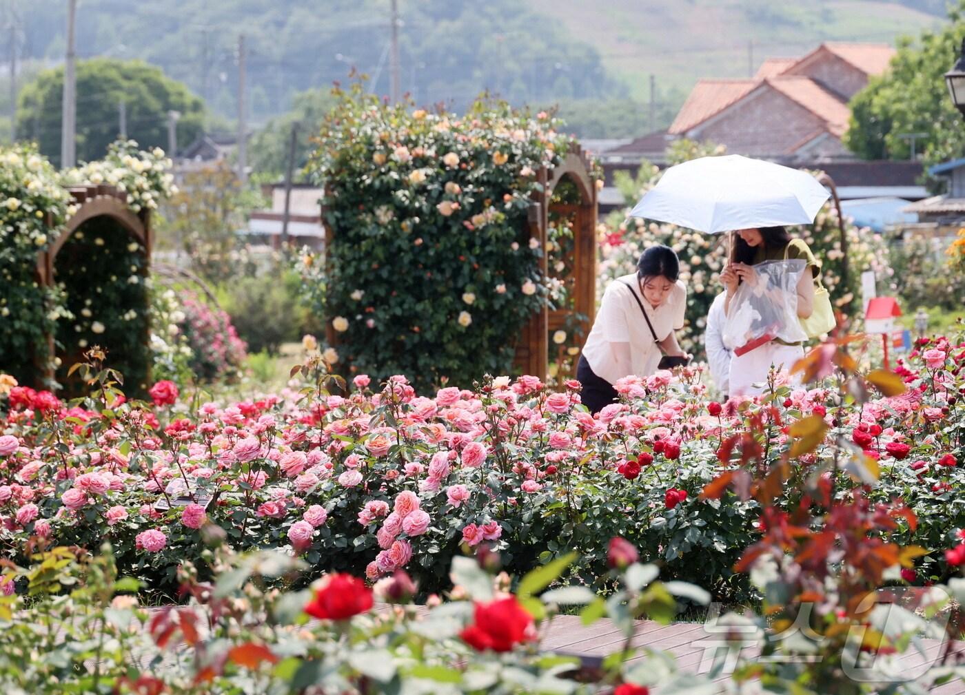본문 이미지 - 지난 29일 전북 임실군 치즈테마파크에 장마꽃이 활짝 펴 많은 관광객들이 찾고 있다.(임실군제공. 재판매 및 DB금지)2025.5.29/뉴스1 ⓒ News1 김동규 기자
