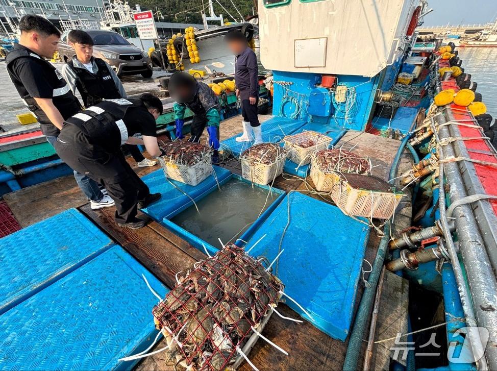 본문 이미지 - 전남 진도 서망항에서 체장 미달 꽃게 불법 유통 판매한 어획물 운반선 등을 압수수색하는 목포해경의 모습. (목포해경 제공. 재판매 및 DB 금지)