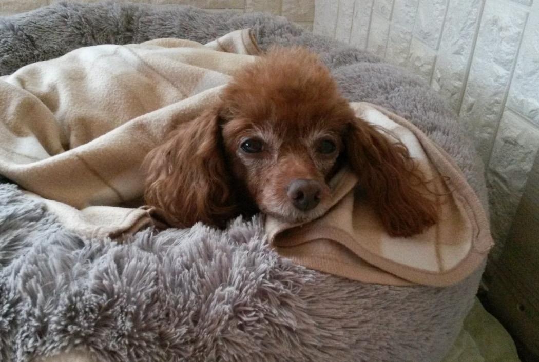 본문 이미지 - 부천시에 거주하는 보호자 박성현 씨의 반려견 &#39;은비&#39;&#40;박성현 씨 제공&#41; ⓒ 뉴스1