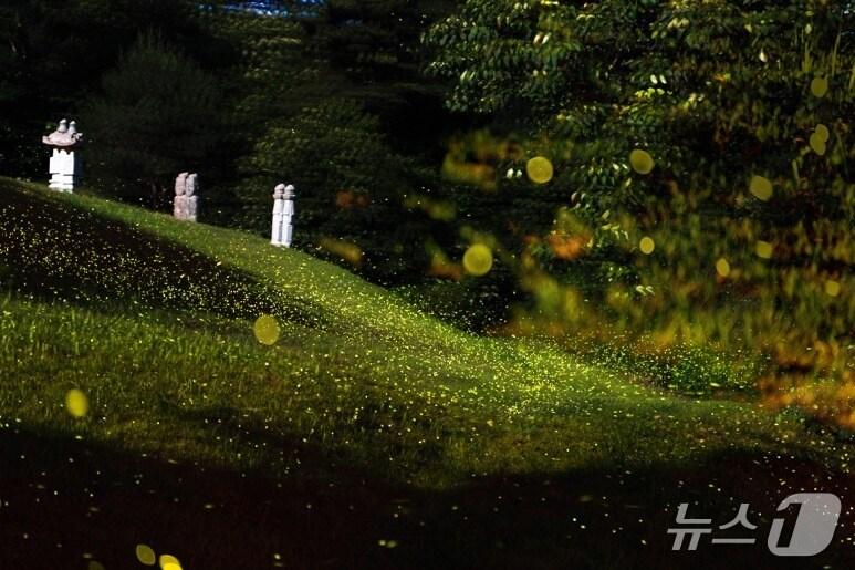 본문 이미지 - 덕림마을 반딧불이 축제 홍보 이미지./뉴스1