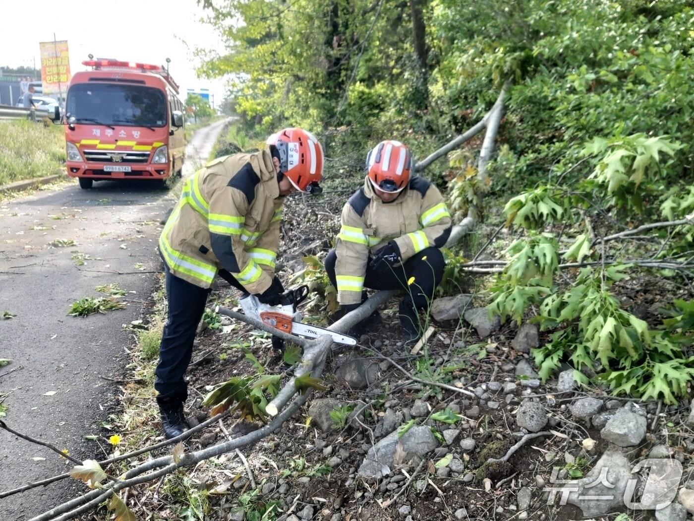본문 이미지 - 3일 오전 8시34분쯤 제주시 노형동의 한 도로에서 가로수가 강풍에 쓰러져 신고를 받고 출동한 소방대원들이 안전조치를 하고 있다.(제주도소방안전본부 제공, 재판매 및 DB 금지)