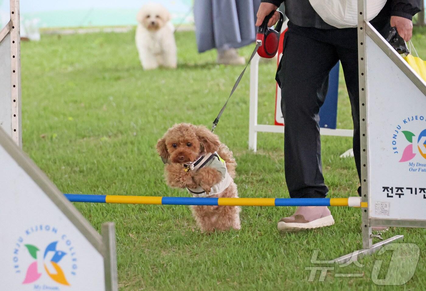 본문 이미지 - 3일 전북자치도 임실군 오수면에서 열린 '2025 임실N펫스타'에서 관광객들이 반려견들과 즐거운 시간을 보내고 있다.  (임실군청 제공. 재판매 및 DB 금지) 2025.5.3/뉴스1 