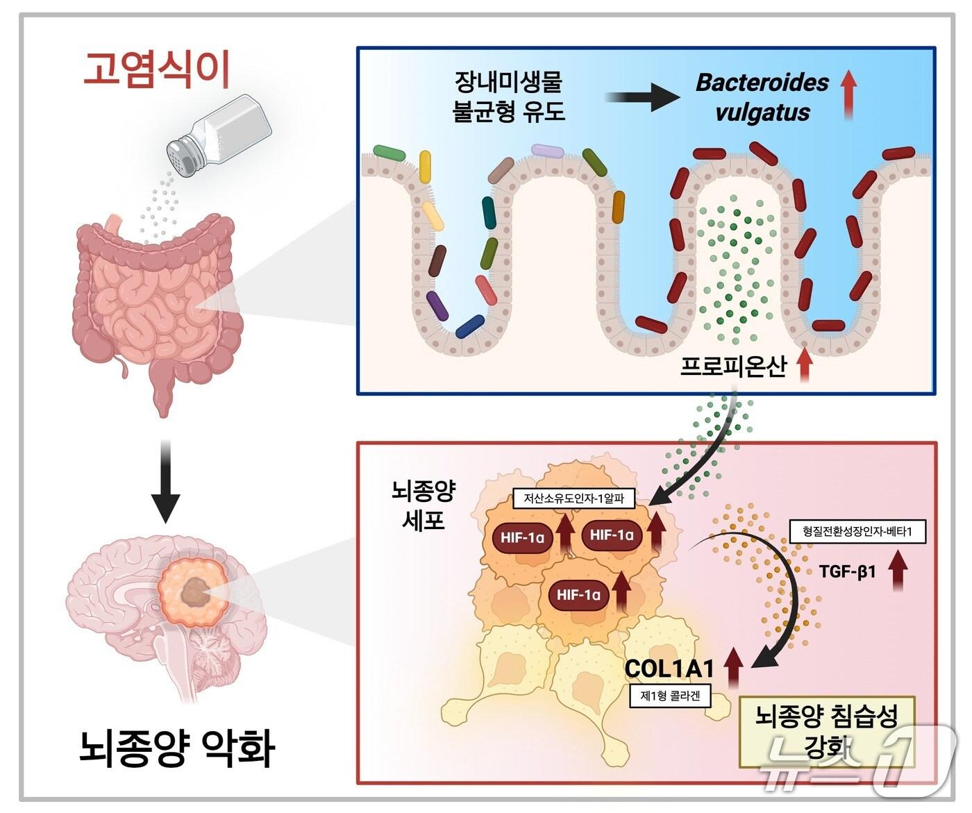 본문 이미지 -  고염식이–장내미생물–프로피오네이트 축이 교모세포종 진행을 유도하는 기전(KAIST 제공) /뉴스1