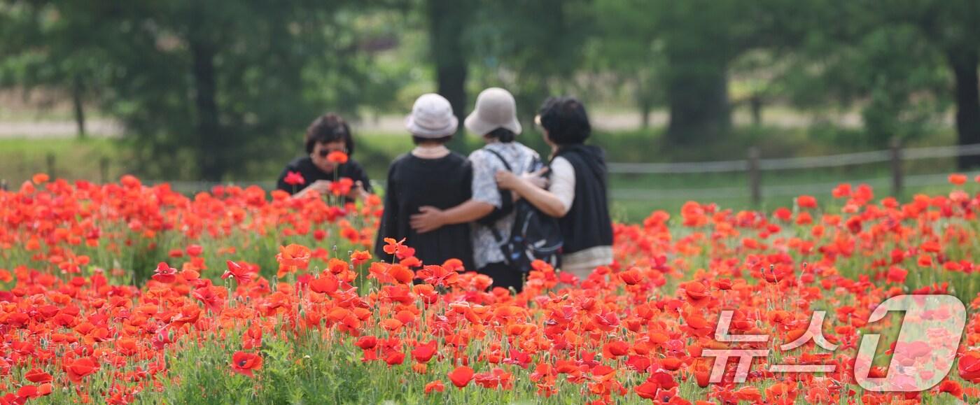 초여름 날씨가 이어진 30일 오후 경기 수원시 권선구 탑동시민농장에 붉게 물든 양귀비꽃이 만개해 있다. 2025.5.30/뉴스1 ⓒ News1 김영운 기자