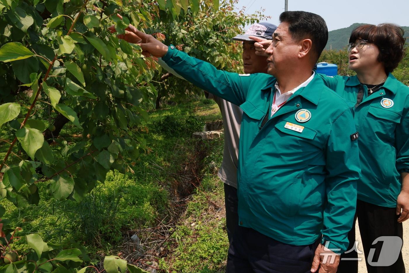 30일 정영철 영동군수가 우박 피해를 본 한 과수  재배 농가를 찾아 피해 상황을 살펴보고 있다. (영동군 제공. 재판매 및 DB금지) /뉴스1 