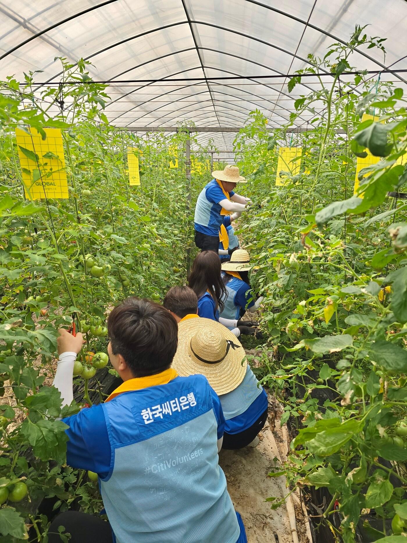 본문 이미지 - 한국씨티은행은 NH농협은행과 함께 경기도 광주의 토마토 농가를 찾아 농촌 일손 돕기 봉사활동을 진행했다고 밝혔다. 한국씨티은행 임직원들이 토마토 수확 활동을 하고 있다 (한국씨티은행 제공)