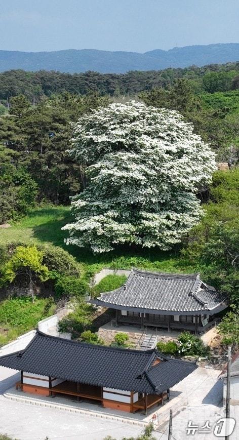 본문 이미지 -  고창군 아산면 중복마을이 전북도 주관 ‘2025년 아름다운 주거 경관개선사업’에 아산면 중복마을이 최종 선정됐다. 산림청 '올해의 나무'로 선정된 중복마을 이팝나무(뉴스1/DB)