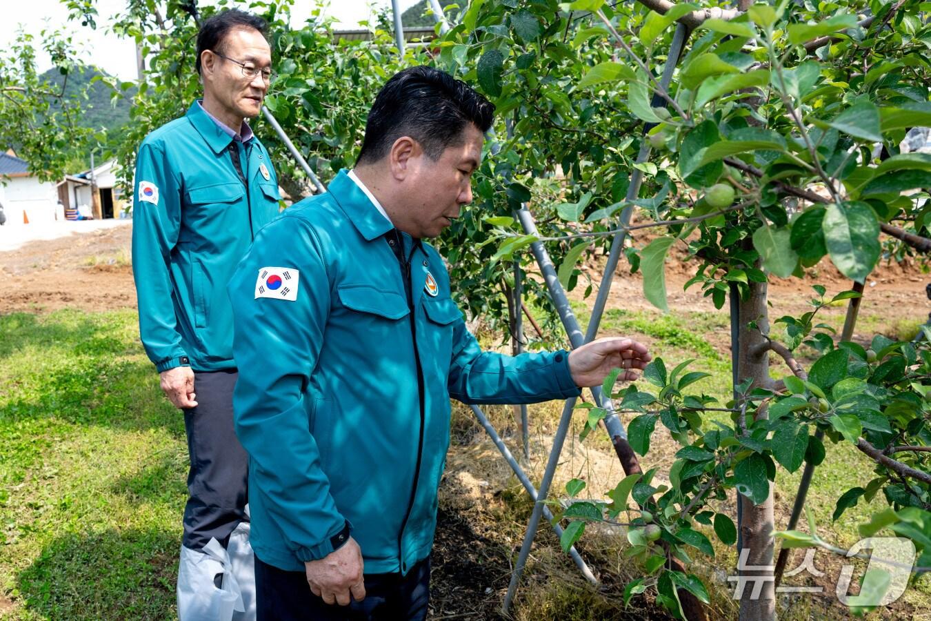 본문 이미지 - 김창규 제천시장이 우박 피해 농가에서 현장을 확인하고 있다.(제천시 제공. 재판매 및 DB금지) /뉴스1 