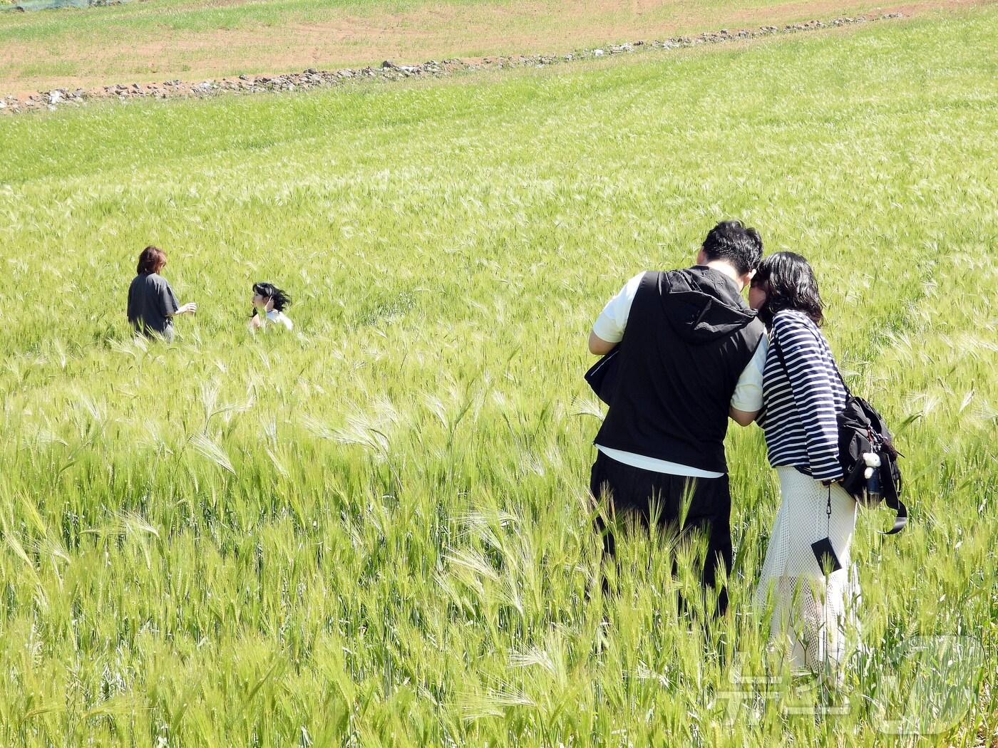 본문 이미지 - 4일 오후 넷플릭스 인기 시리즈 '폭싹 속았수다' 촬영지인 제주시 오라2동 청보리밭에서 상춘객들이 봄 기운을 만끽하고 있다. 2025.5.4/뉴스1 ⓒ News1 오미란 기자