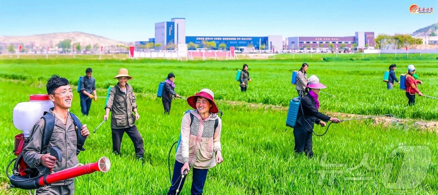 &#40;평양 노동신문=뉴스1&#41; = 북한 노동당 기관지 노동신문은 5일 농업근로자들이 &#34;당 창건 80주년이 되는 올해에 더 많은 알곡을 생산하기 위해 당면한 영농작업에서 혁신을 창조해가고 있다＂고 보도했다. [국내에서만 사용가능. 재배포 금지. DB 금지. For Use Only in the Republic of Korea. Redistribution Prohibited] rodongphoto@news1.kr