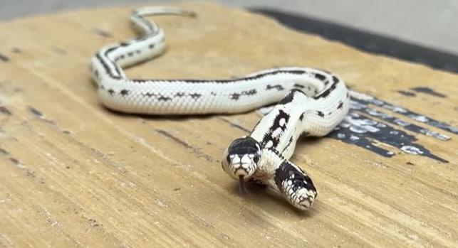 본문 이미지 - 지난해 9월 이스트베이 비바리움이라는 파충류 가게에서 태어난 쌍두사(nbcbayarea.com갈무리)