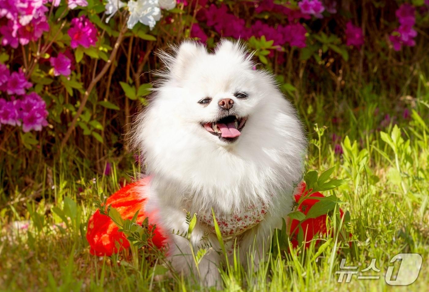 산책하는 포메라니안 강아지&#40;사진 이미지투데이&#41; ⓒ 뉴스1