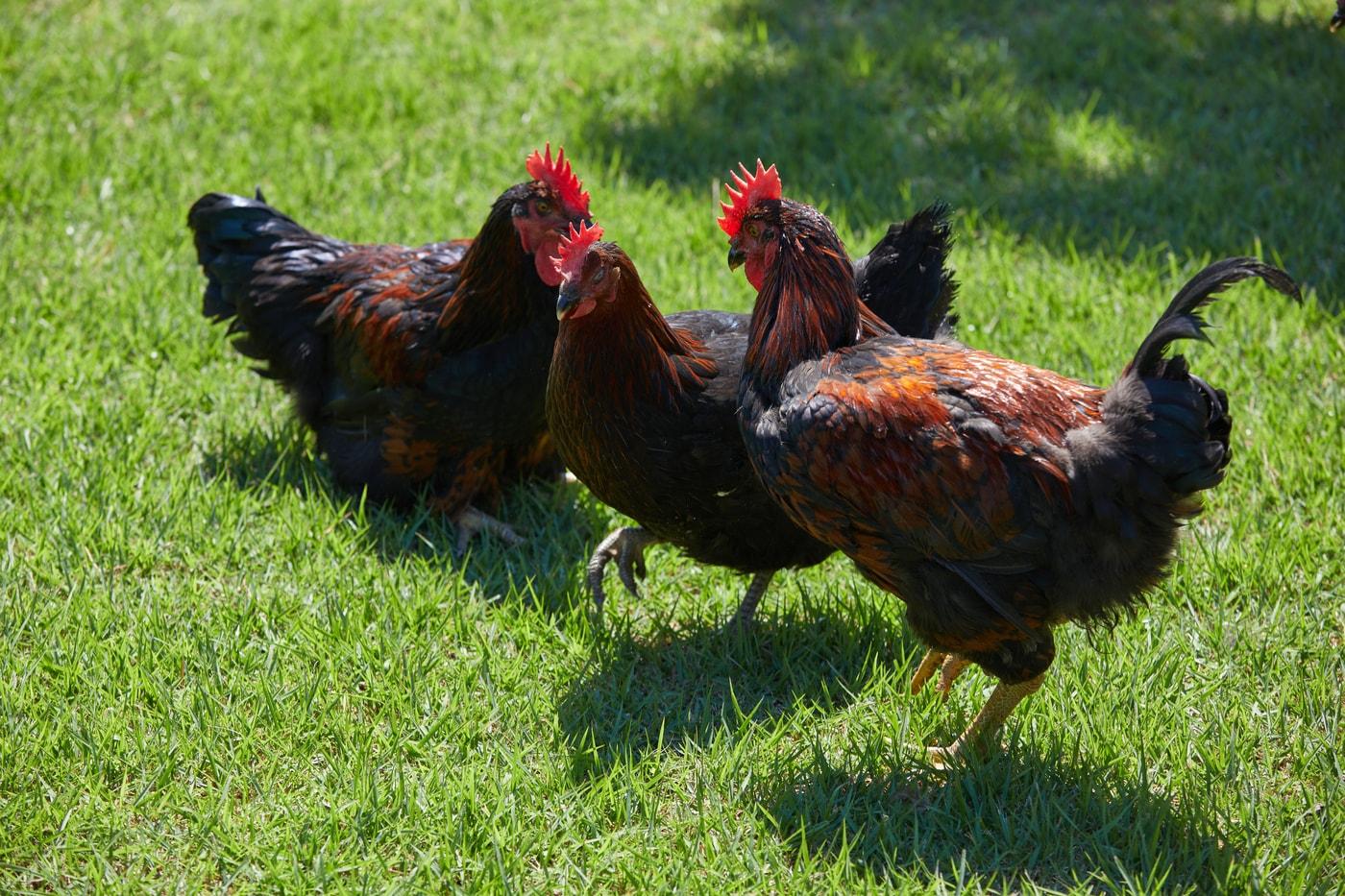 본문 이미지 - 우리맛닭 실용계 (농촌진흥청 제공) 2025.05.05 /뉴스1