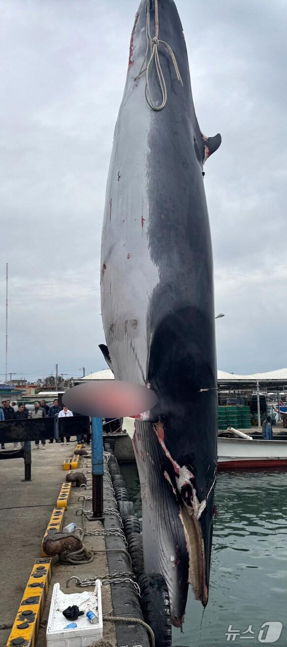 본문 이미지 - 5일 오후 1시쯤 경북 포항시 남구 호미곶 강사리 동방 약 3.7km 해상에서 양망작업 중이던 A 호(7.93톤) 선장이 그물에 걸린 밍크고래를 발견 해경에 신고했다. (포항해양경찰서제공, 제판메 및 DB 금지) 2025.5.5/뉴스1 
