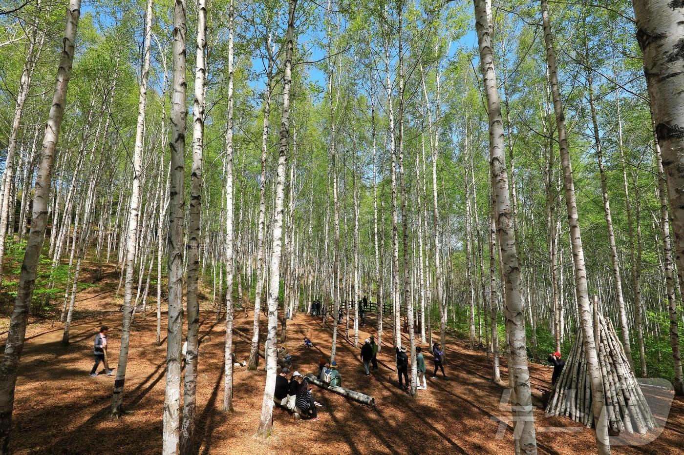 본문 이미지 - 대한민국 100대 명품숲인 인제 자작나무숲.(인제군 제공. 재판매 및 DB금지) /뉴스1 ⓒ News1 이종재 기자