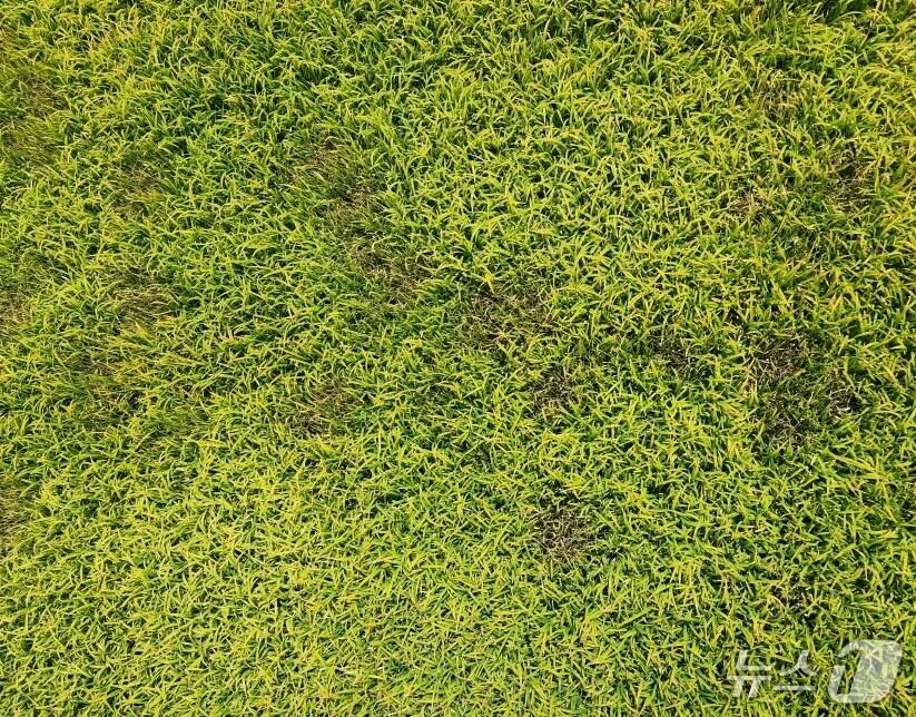 본문 이미지 - 벼 저온피해 모습.(진천군 제공)/뉴스1