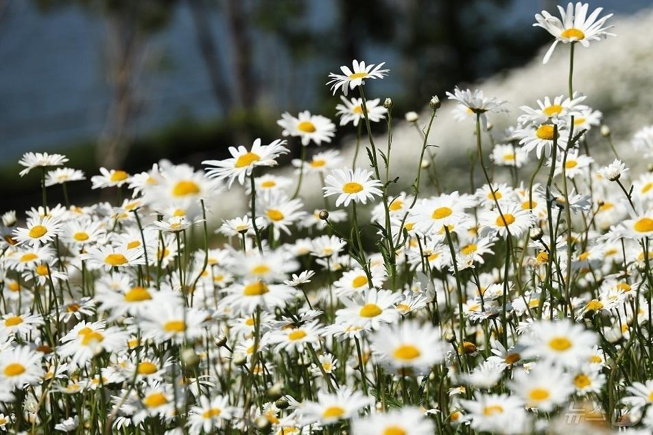 본문 이미지 - 신안군 샤스타데이지 꽃 (신안군 제공. 재판매 및 DB금지) /뉴스1 