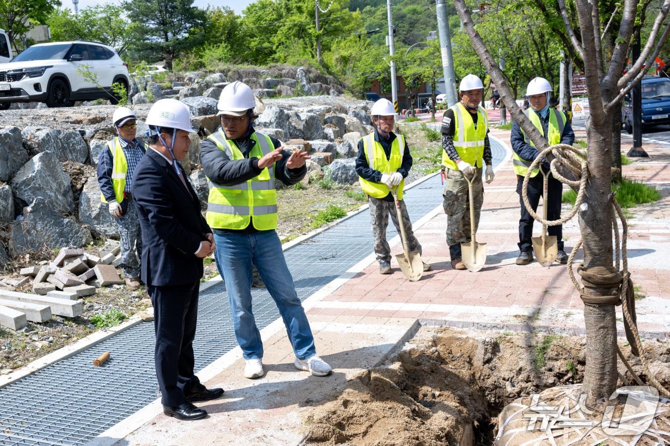 본문 이미지 - 제천시가 '2025년 가로수 보식사업'을 완료했다.(제천시 제공)/뉴스1  
