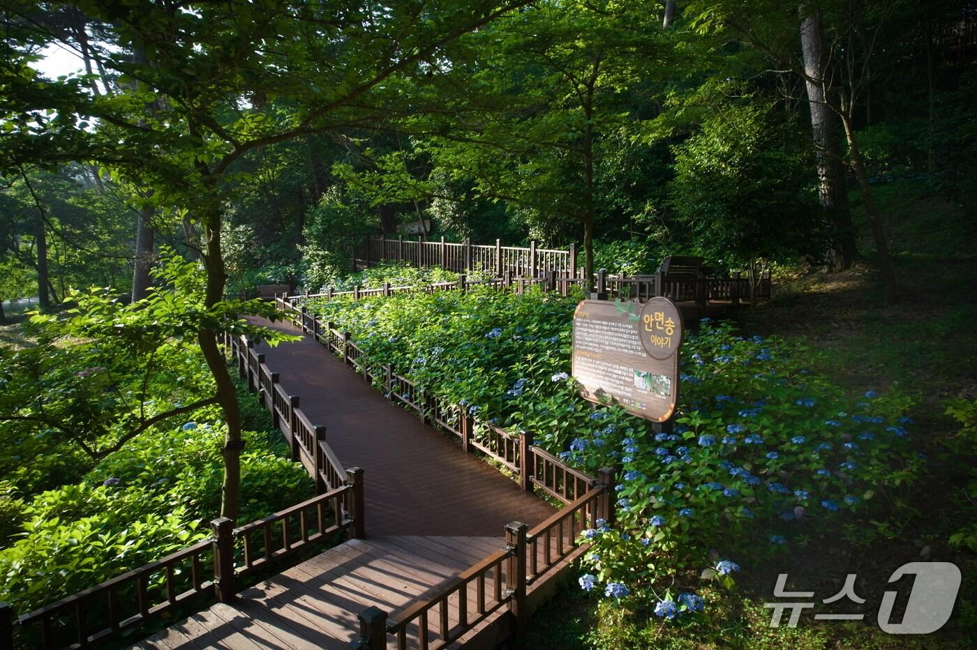 녹색인프라 확충사업(무장애나눔길) 충남 태안군 ‘안면도수목원’ 내 조성지(산림청 한국산림복지진흥원 제공.재판매 및 DB금지)/뉴스1
