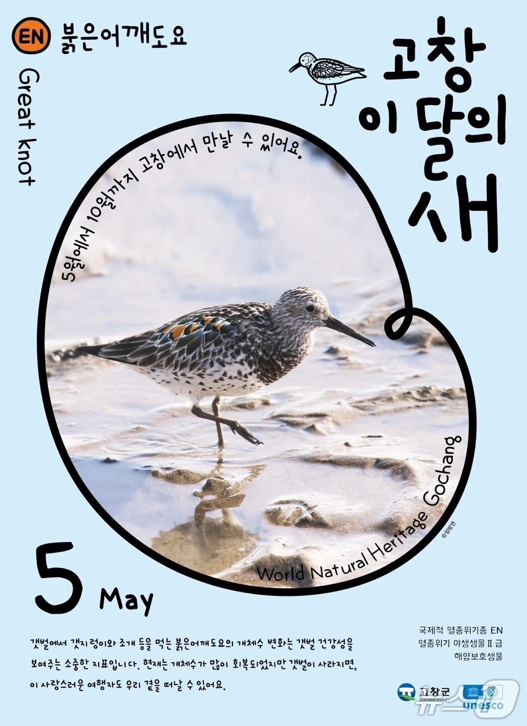 본문 이미지 - 고창군이 5월 ‘고창갯벌 이달의 새’로 멸종위기 철새인 ‘붉은어깨도요’를 선정했다.(고창군 제공, 재판매 및 DB금지) 