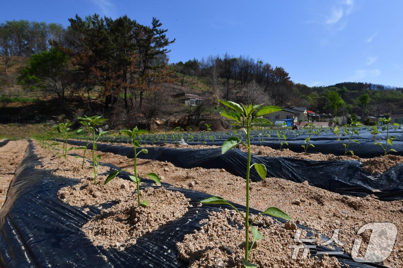 본문 이미지 - ⓒ 뉴스1 DB