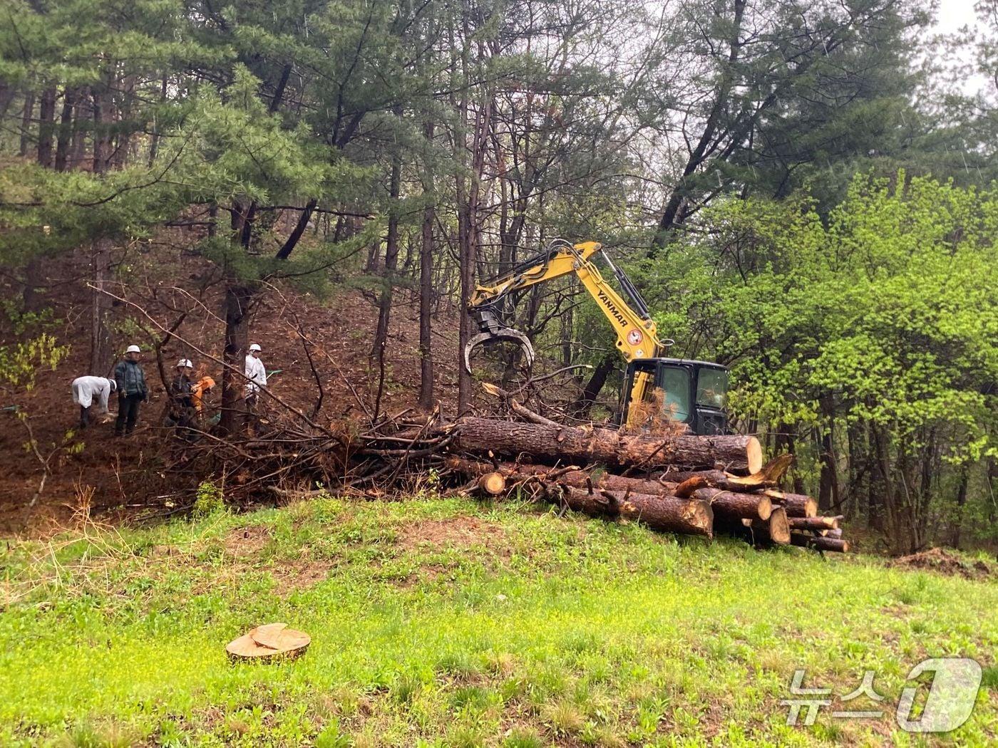 본문 이미지 -  소나무재선충병 확산을 막기 위한 긴급방제 모습(경기 가평군 제공. 재판매 및 DB 금지)/뉴스1
