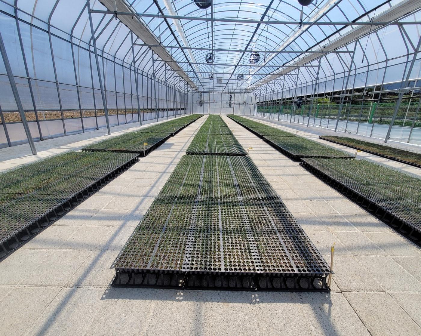 본문 이미지 - 시설 안에서 공중에 띄워 재배하는 '벤치 육묘' 방식으로 재배되는 양파 모종 (농촌진흥청 제공) 2025.05.07 /뉴스1