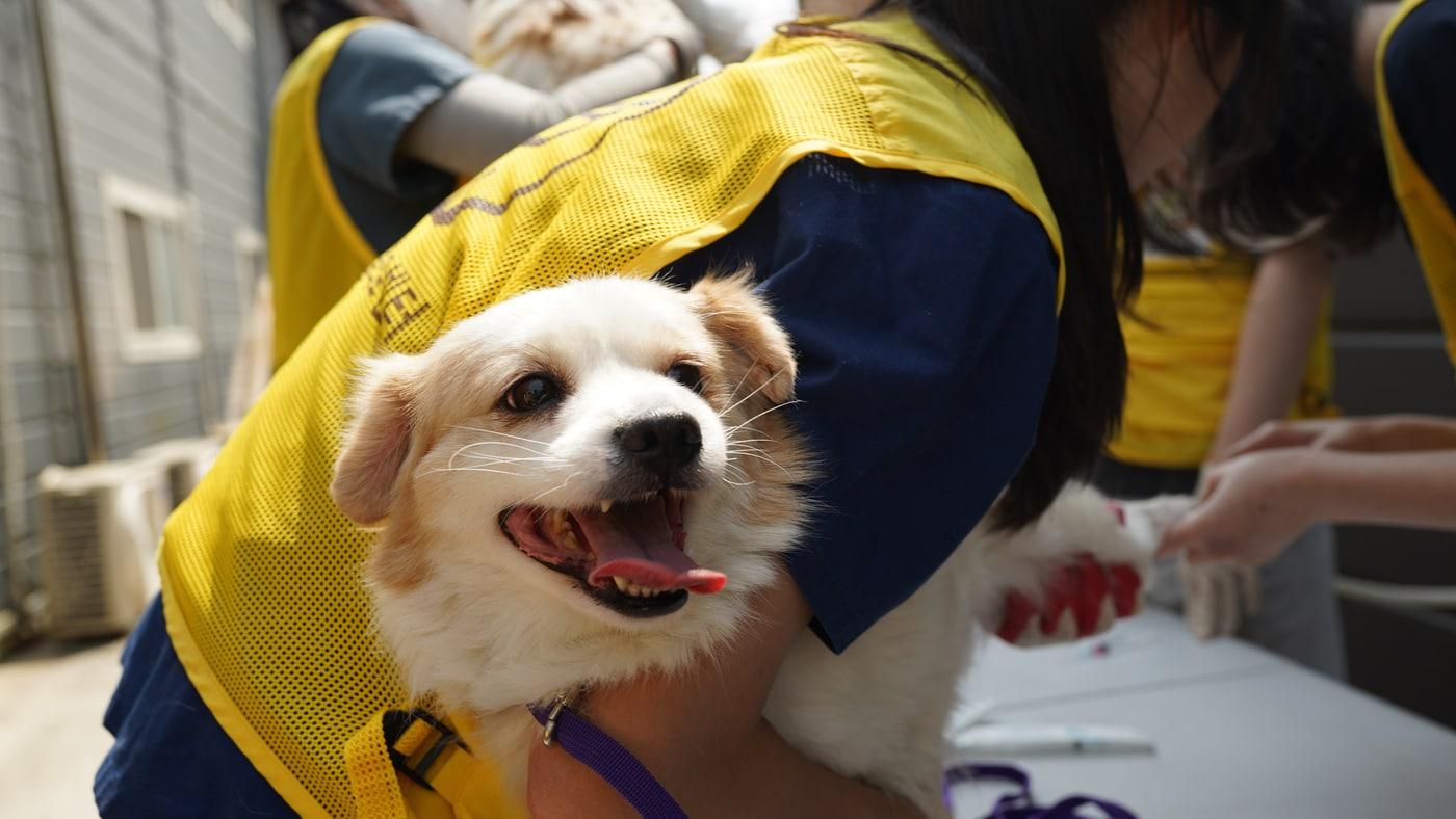 본동물의료센터는 지난 4월 안성 평강공주 보호소에서 상반기 정기 봉사활동을 진행했다&#40;동물병원 제공&#41; ⓒ 뉴스1