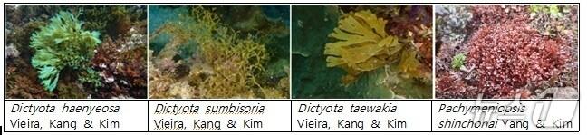 본문 이미지 - 제주대학교 기초과학연구소가 확인한 미기록 해조류 4종.(제주대 제공. 재판매 및 DB 금지)