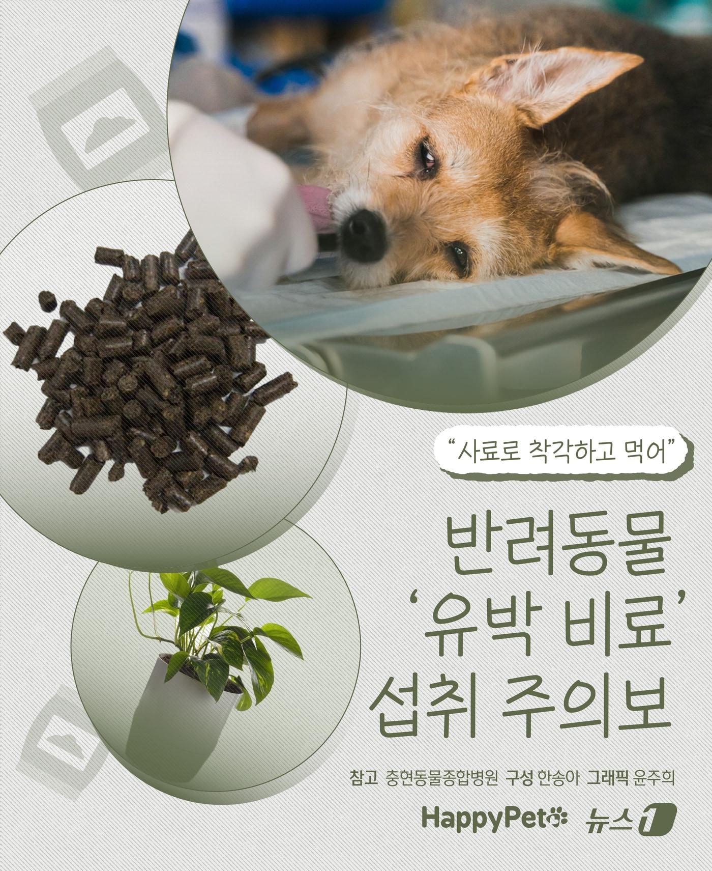 본문 이미지 - ⓒ News1 윤주희 디자이너