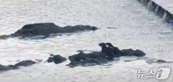 본문 이미지 - 송인귀 씨가 촬영한 수달 2마리.(울산광역시제공. 재판매 및 DB 금지)