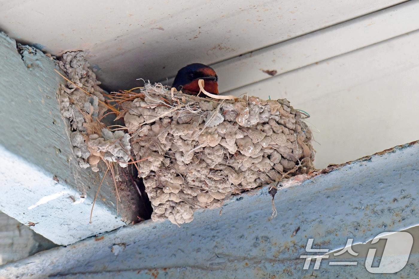 어버이 날인 8일 경북 포항시 북구 영일대북부시장 내 점포 처마 밑에 둥지를 튼 제비가 알을 품고 있다. 2025.5.8/뉴스1 ⓒ News1 최창호 기자