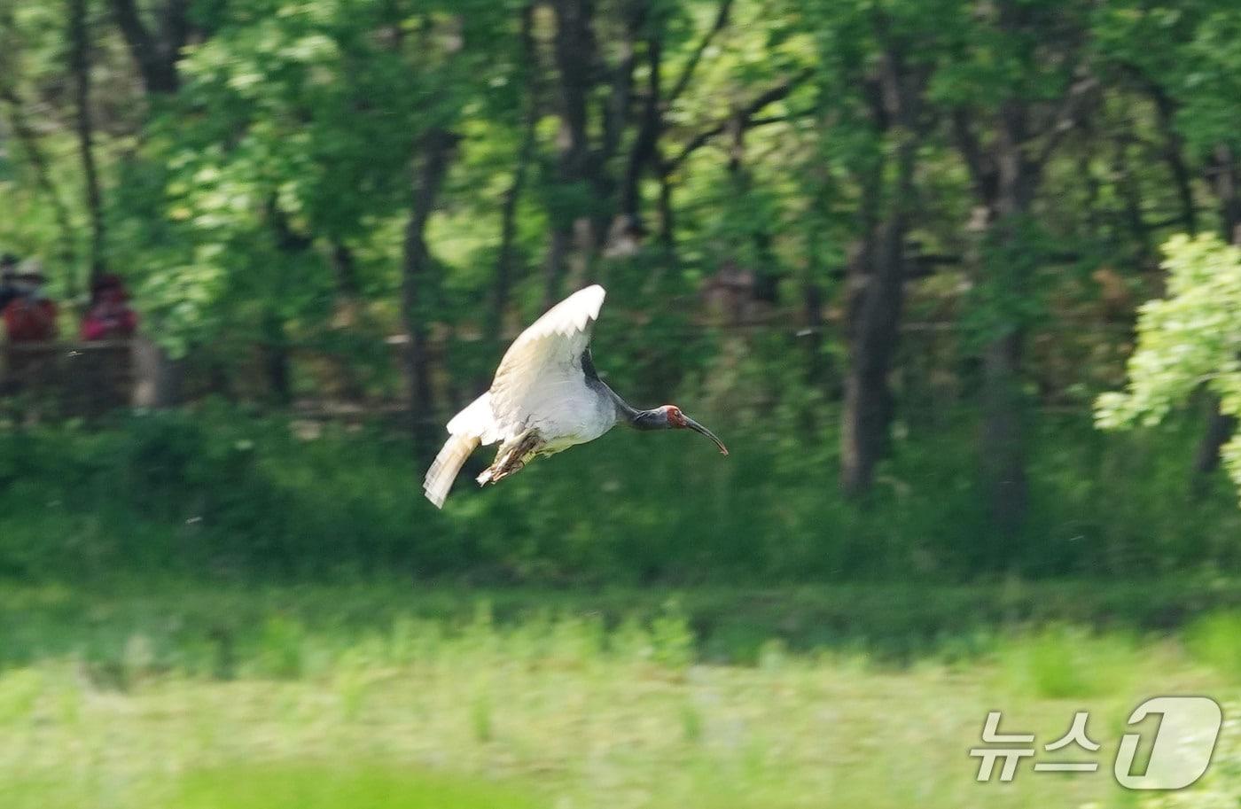 자연 방사되는 우포따오기(창녕군 제공. 재판매 및 DB금지).