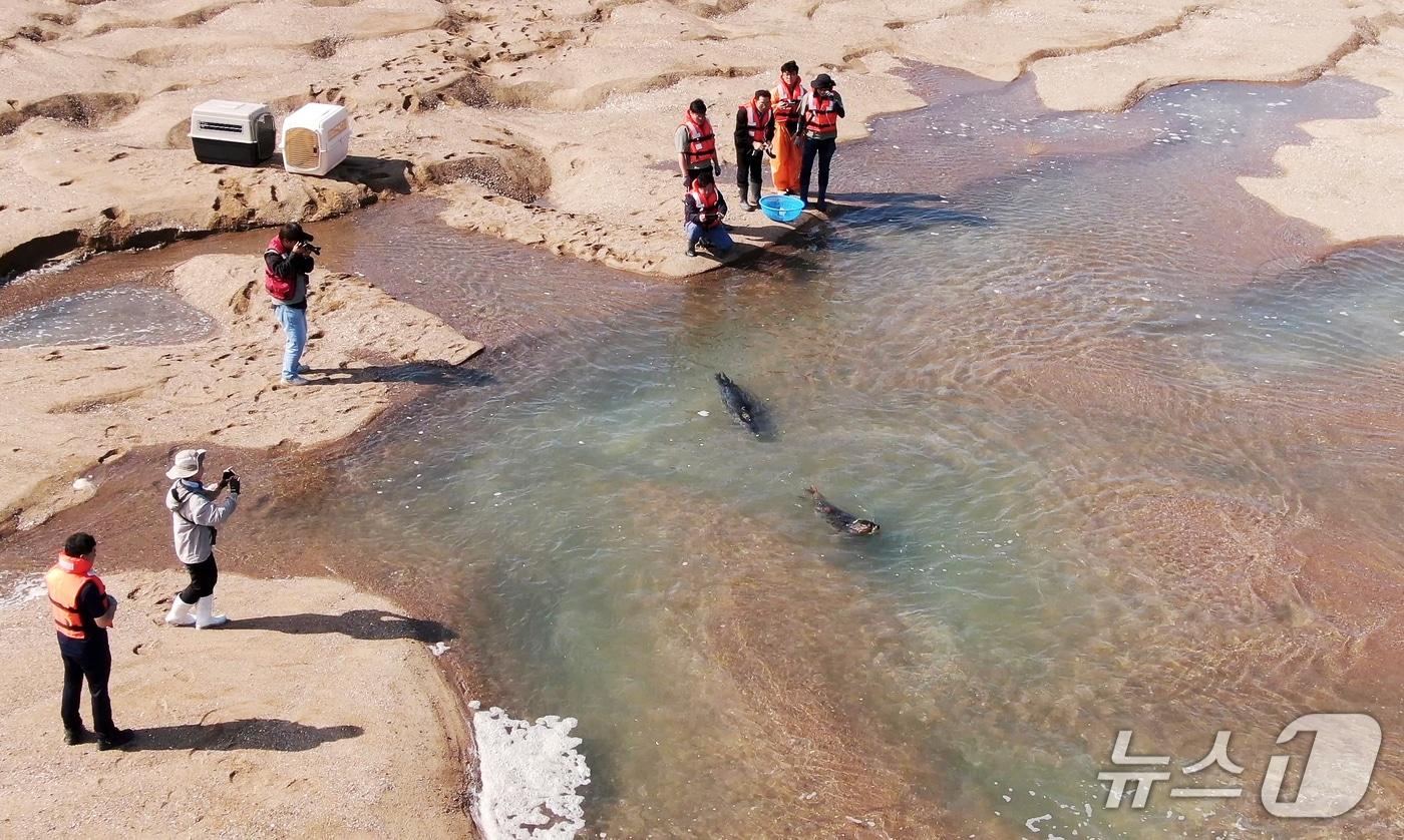 가로림만에서 방류된 점박이물범 봄이와 양양이 모습. (충남도 제공, 재판매 및 DB 금지)/뉴스1