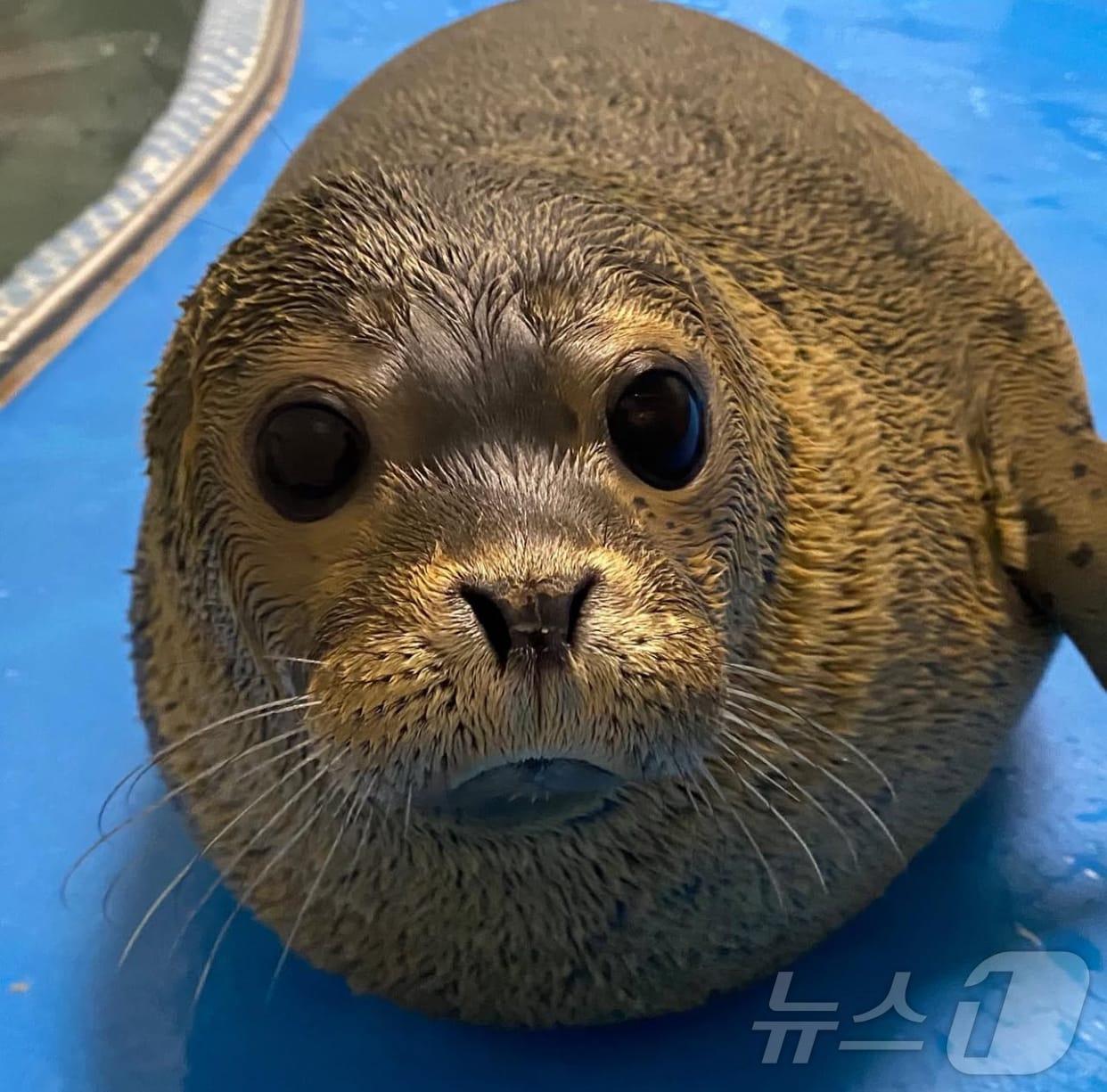 본문 이미지 - 광주 우치동물원에 사는 아기 물범 몰랑이의 모습. (우치동물원 제공. 재판매 및 DB 금지)