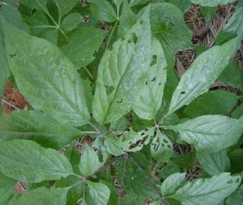 본문 이미지 - 명주달팽이 피해를 본 인삼 &#40;농촌진흥청 제공&#41; 2025.05.08 /뉴스1