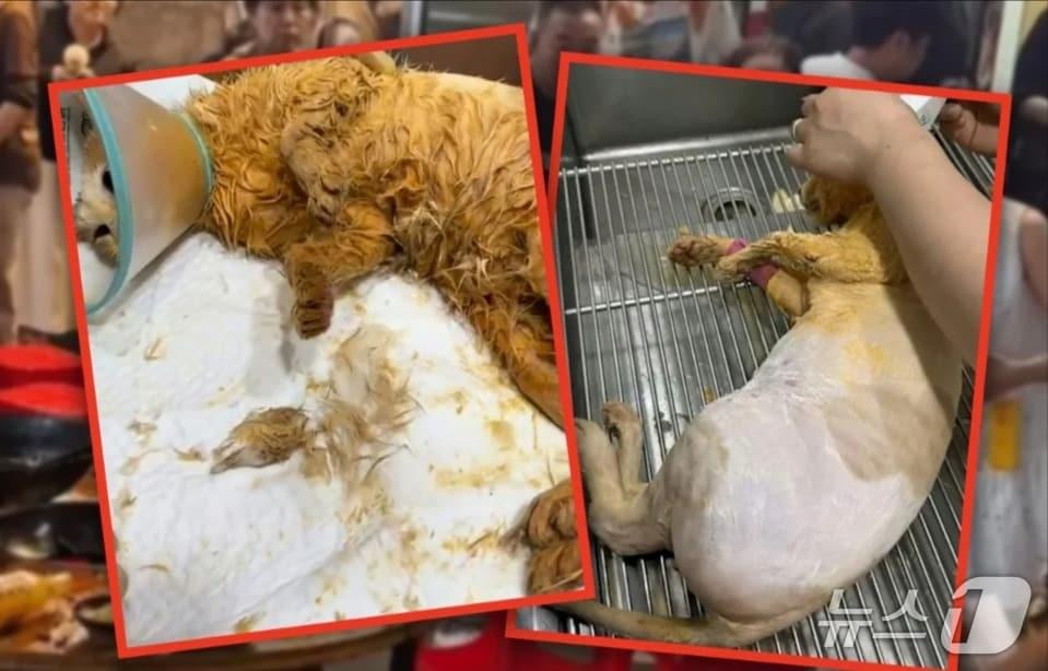 본문 이미지 - 관련 시각물 - SCMP 갈무리