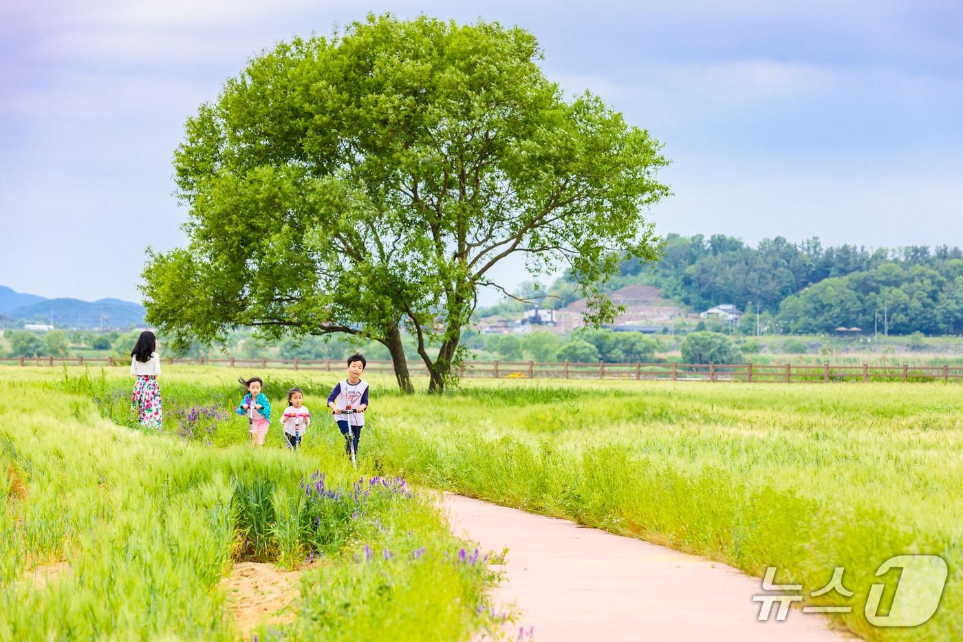 함안군 칠서 생태공원 청보리밭(함안군 제공. 재판매 및 DB금지).