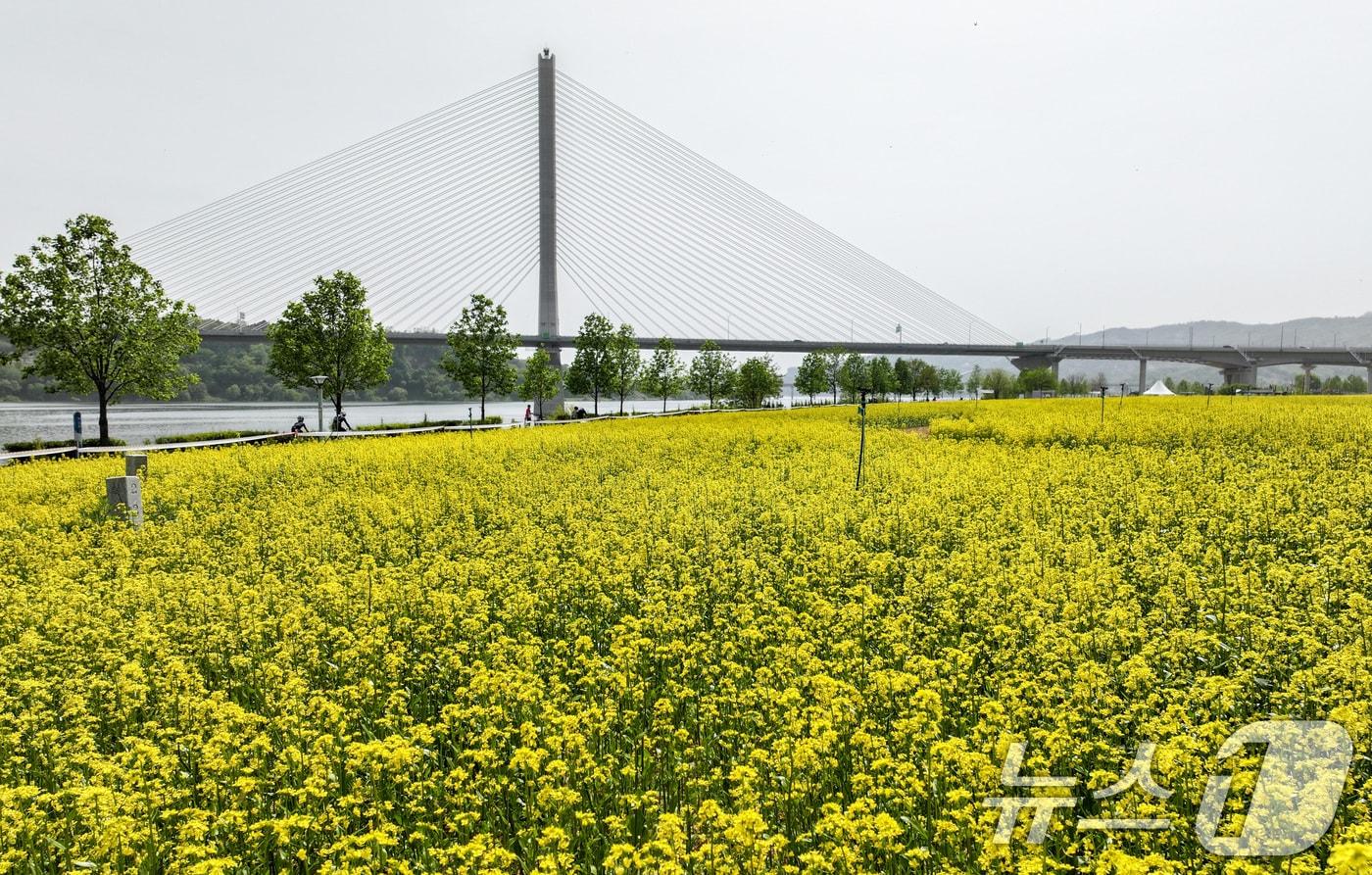 2025 구리 유채꽃 축제 개막을 하루 앞둔 8일 경기도 구리한강시민공원에서 시민들이 자전거 라이딩을 즐기고 있다. 2025.5.8/뉴스1 ⓒ News1 김성진 기자