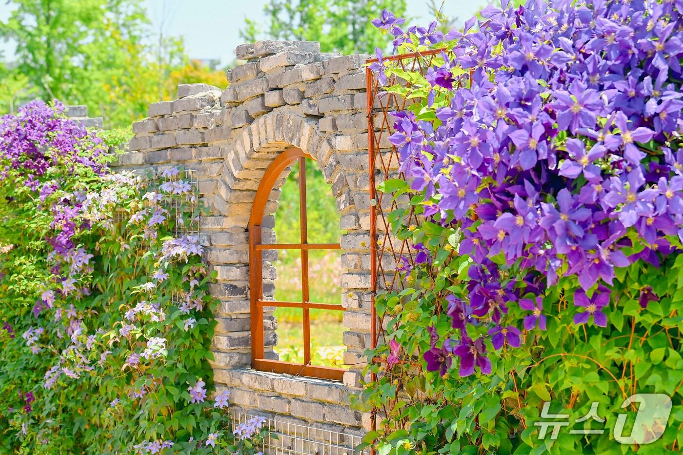 본문 이미지 - 국립세종수목원 담장 정원(한국수목원정원관리원 제공.재판매 및 DB금지) /뉴스1