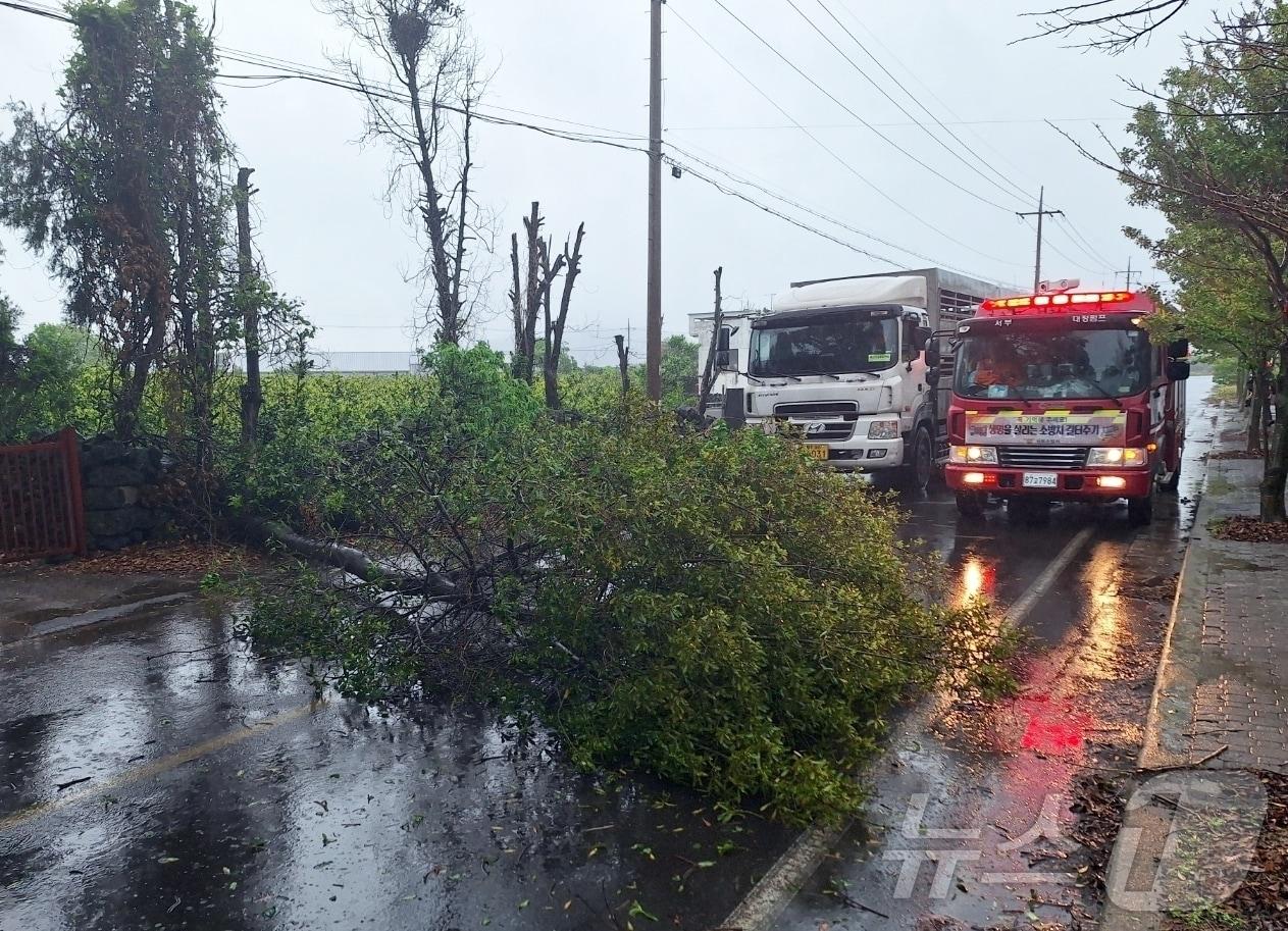 본문 이미지 - 9일 제주도에 호우특보와 강풍특보가 발효 중인 가운데 오전 9시25분 쯤 서귀포시 대정읍에서 나무가 쓰러져 소방당국이 안전조치를 취하고 있다.(제주도소방안전본부 제공. 재판매 및 DB 금지) ⓒ News1 홍수영 기자